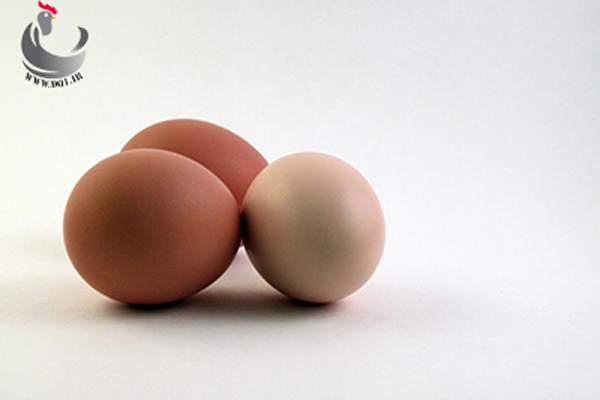 کیفیت پوسته تخم مرغ