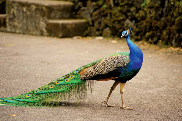 انواع گونه های طاووس (Peafowl) | دی کیو شاپ