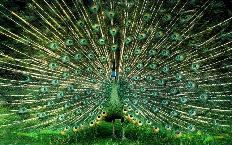 طاووس سبز