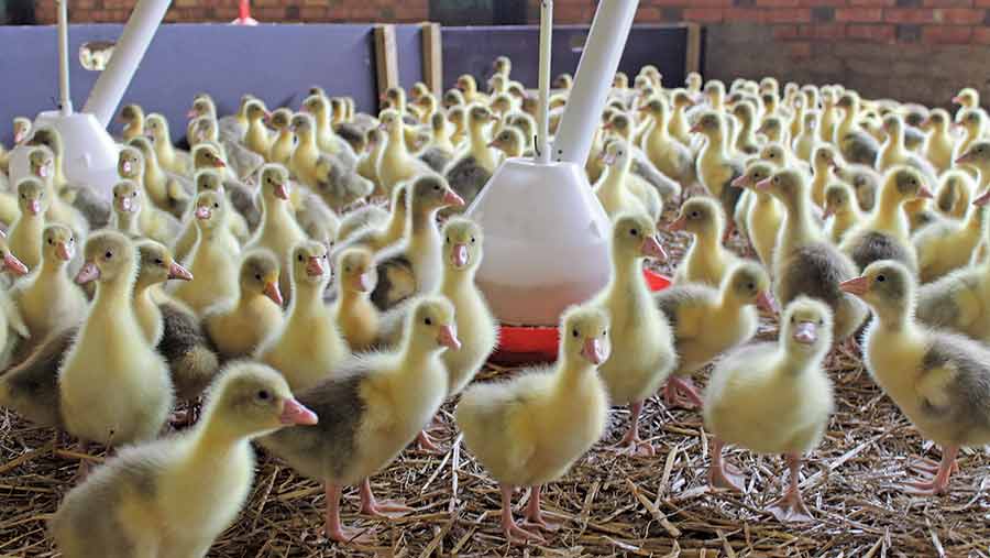 سالن پرورش اردک و غاز