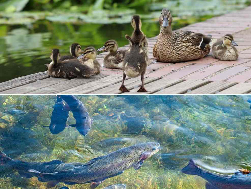 پرورش همزمان اردک و غاز و ماهی