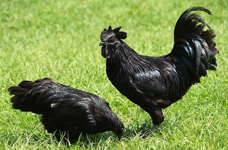 مرغ سیاه