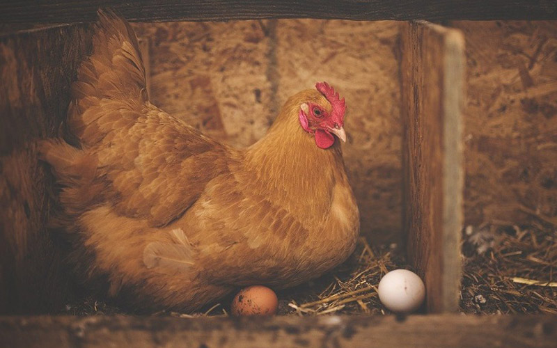 نگهداری مرغ تخمگذار