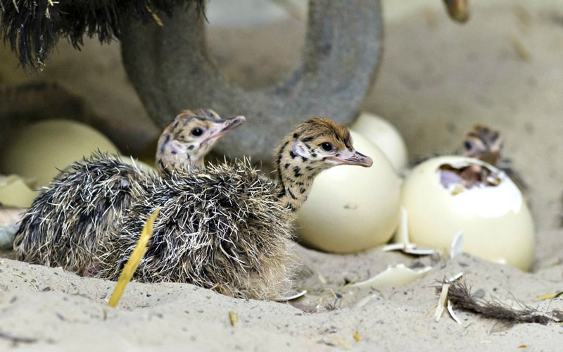 ویژگی های تخم نطفه دار شتر مرغ