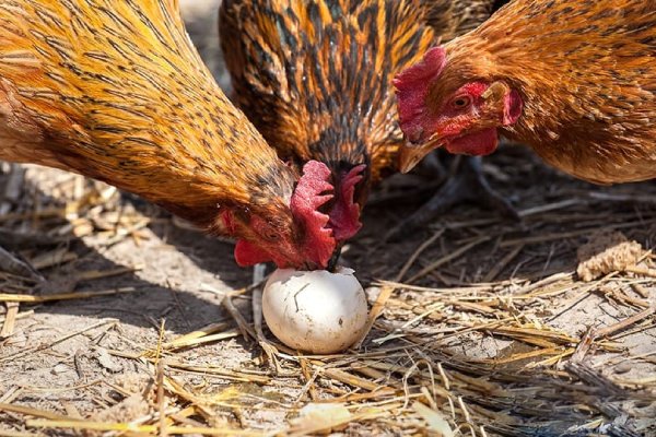 خوردن تخم در مرغ ها