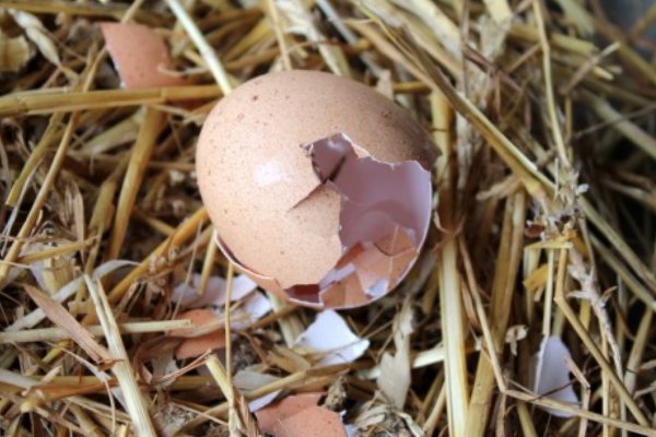 علل خوردن تخم در مرغ ها