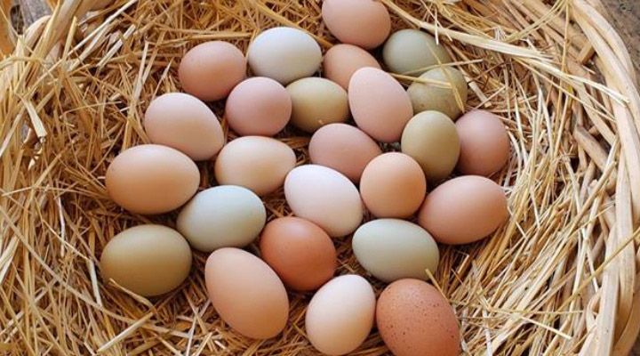 دلیل کاهش اندازه تخم مرغ