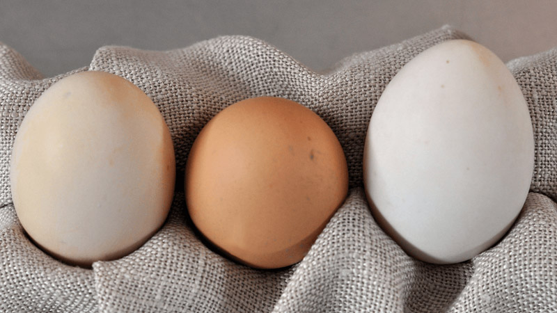 عوامل تاثیر گذار بر اندازه تخم مرغ
