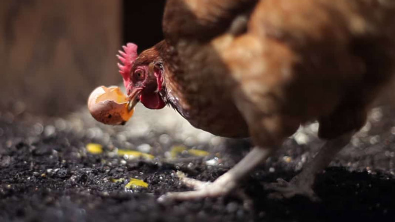 علت خوردن تخم توسط مرغ