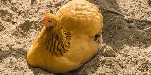 مرغ و پرورش در مناطق گرمسیری