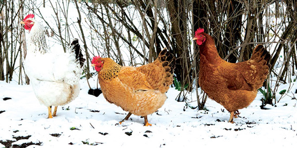 نکات پرورش مرغ در مناطق سرد